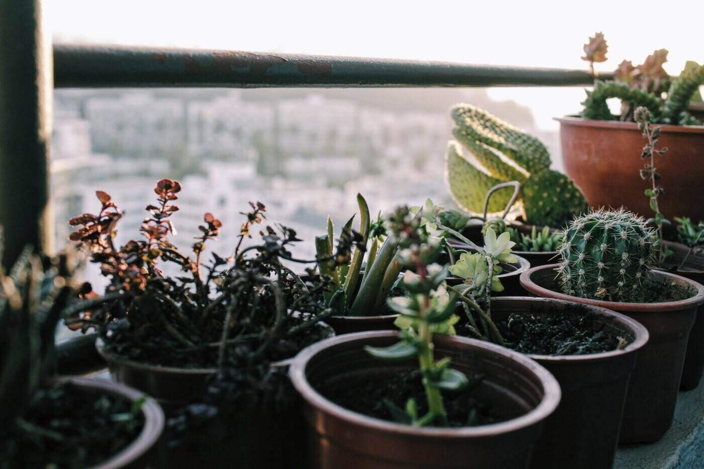 succulents in pots by large window - how to grow and care for succulents indoors