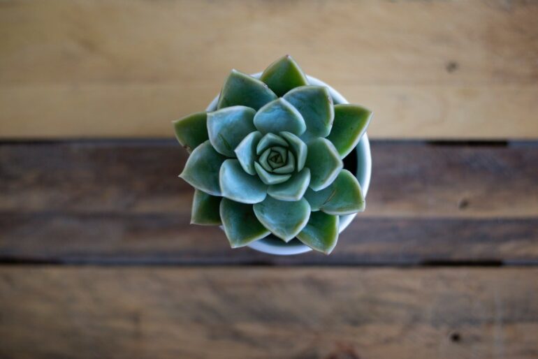 top view of echeveria plant - how to grow and care for succulents indoors