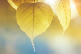 yellow leaves in sunlight - a guide to solar power - the best alternative to fossil fuels