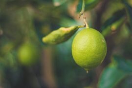 lime hanging from branch - 5 citrus fruits to grow in a greenhouse
