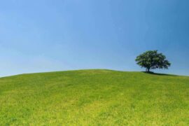 tree in field under blue sky - essential tips for managing and caring for trees on your property
