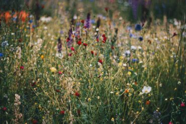 meadow with poppies - how to naturalize a large property - 6 tips