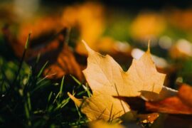 autumn leaves - exterior home maintenance tasks to do before fall