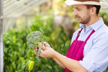 Greenhouse Frames: Finding the Best Option For You - Green Home Gnome