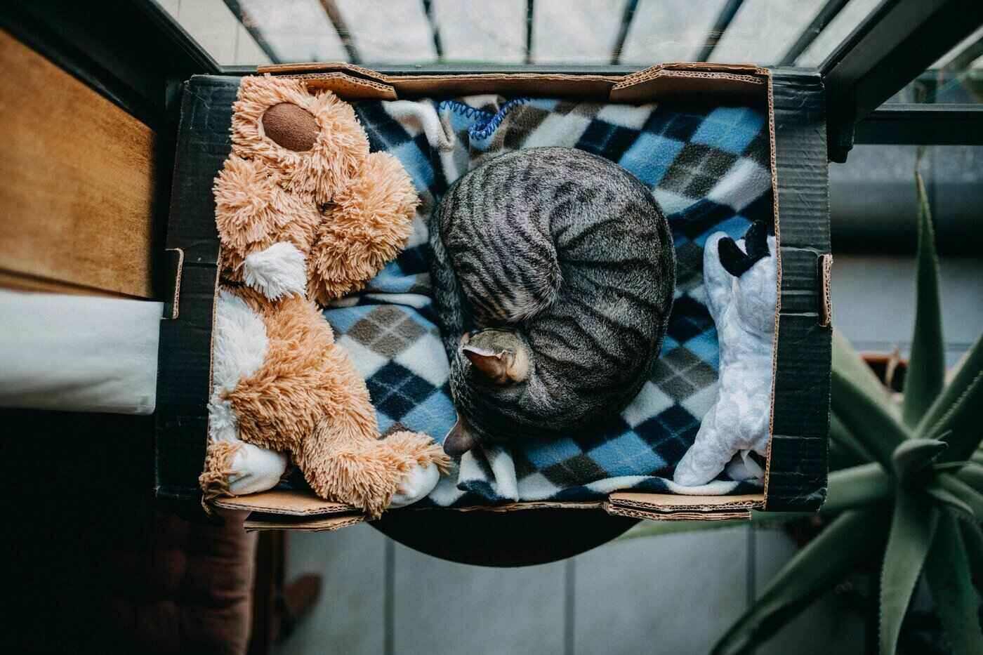 cat sleeping in box with toys - tips to go green as a pet owner