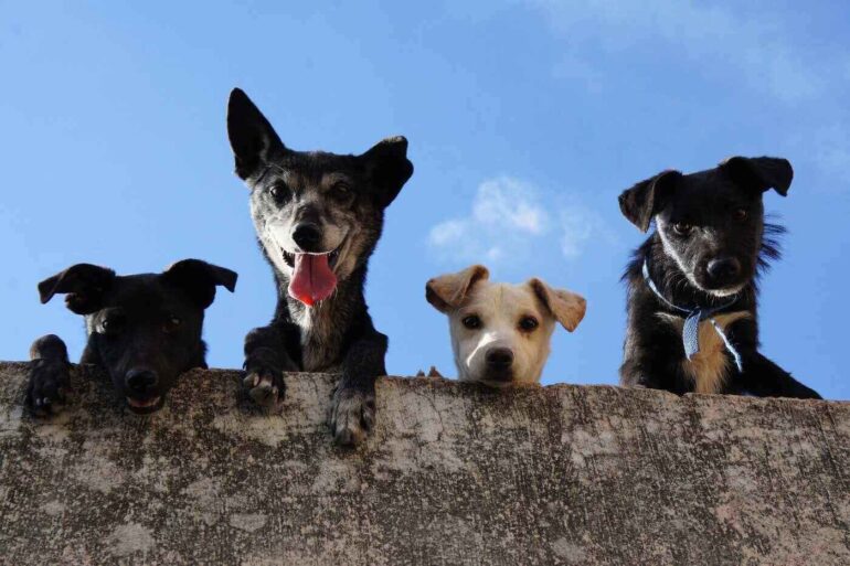 dogs looking over wall - tips to go green as a pet owner