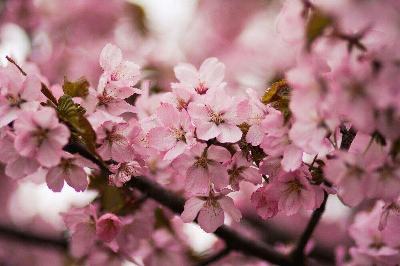 cherry blossom branch - tree pruning basics