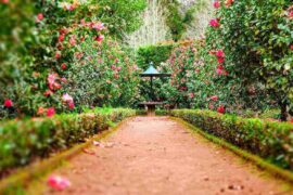 pathway between rose bushes - 8 ways to turn your backyard into an oasis