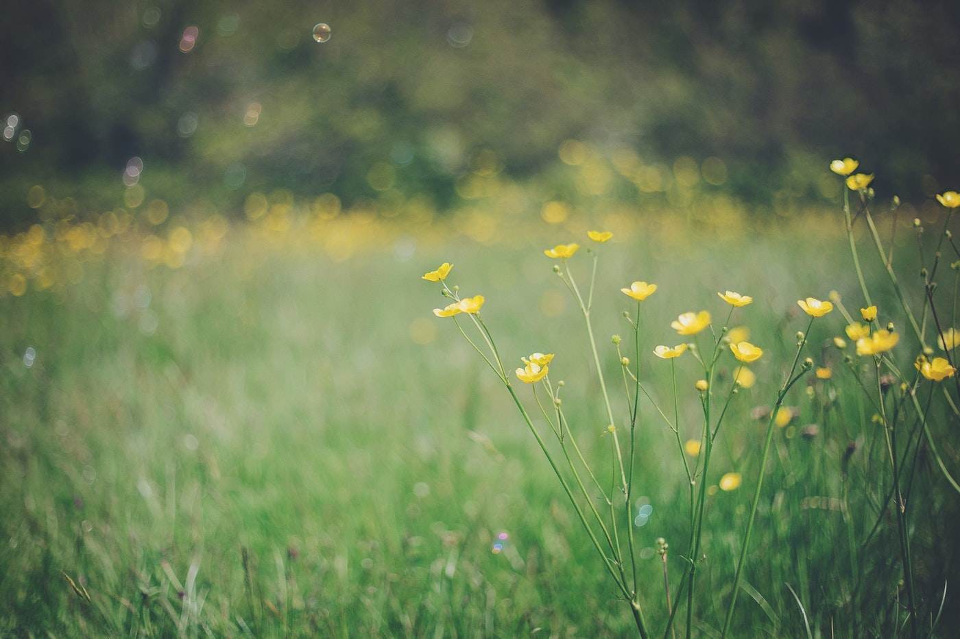 buttercups in lawn - easing hoa restrictions to create eco-friendly gardens