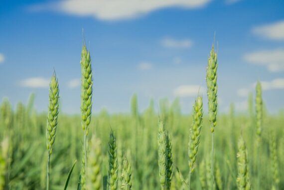field of green wheat - what is regenerative agriculture and how to use it to improve your garden