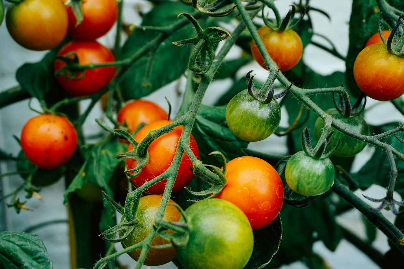 tomatoes on vine - what is regenerative agriculture and how to use it to improve your garden
