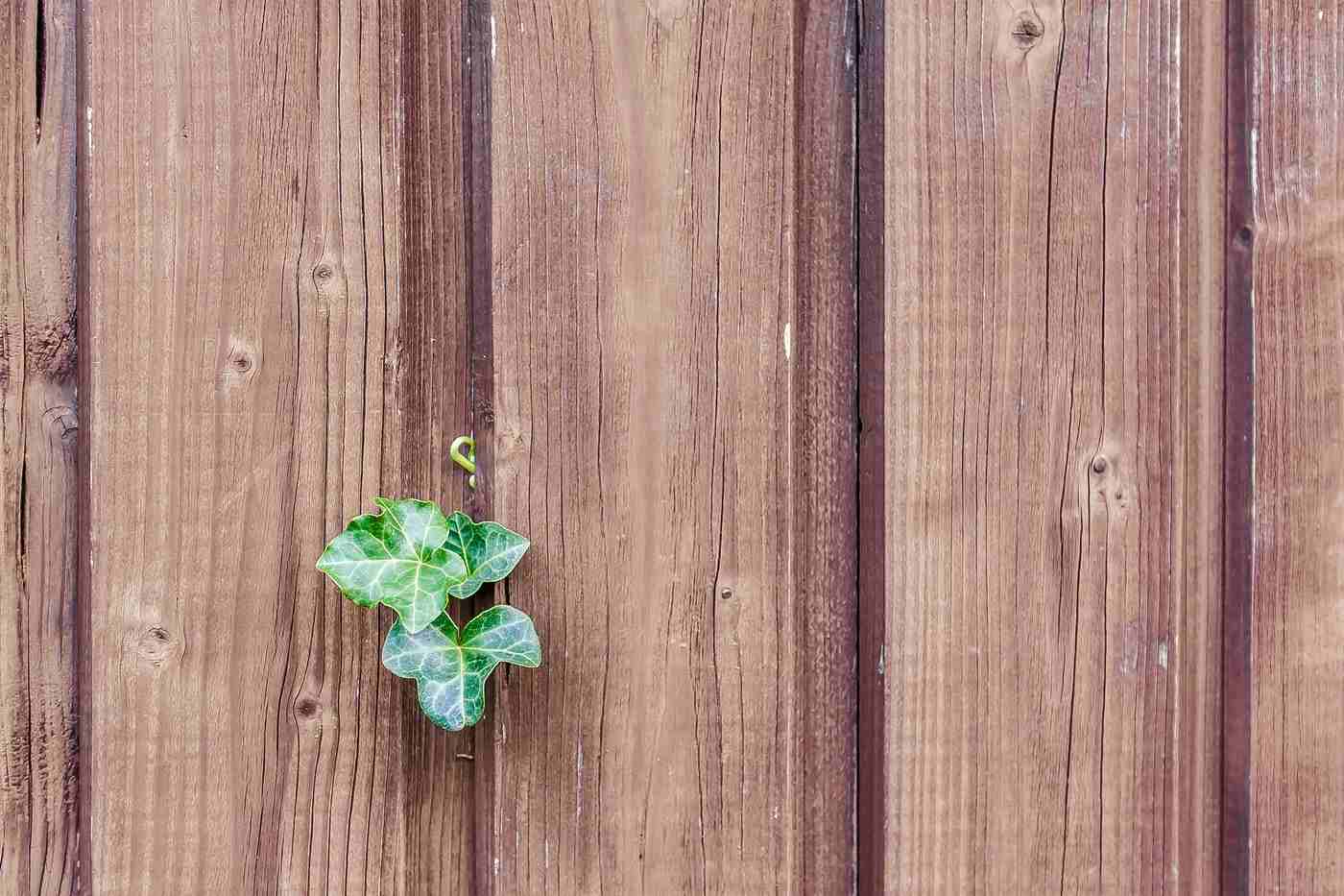 cedar fence with ivy - how to protect your wood fence from rotting