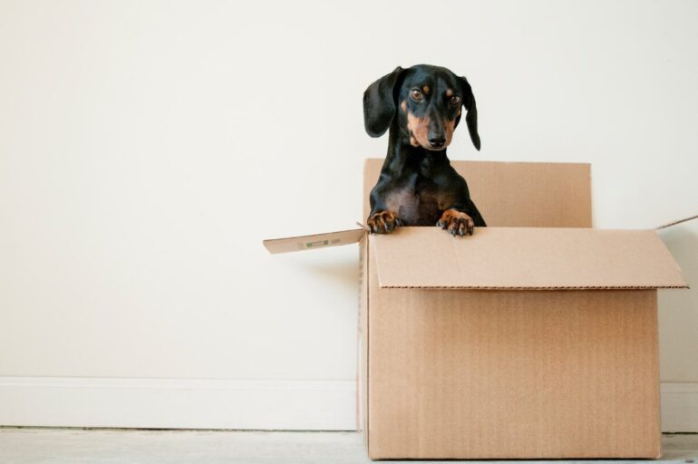 dachshund in moving box - simple steps to staying sustainable while moving