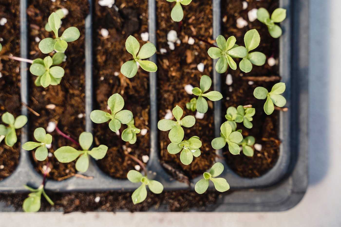 How to Use a Seedling Heat Mat for Plants - Green Home Gnome