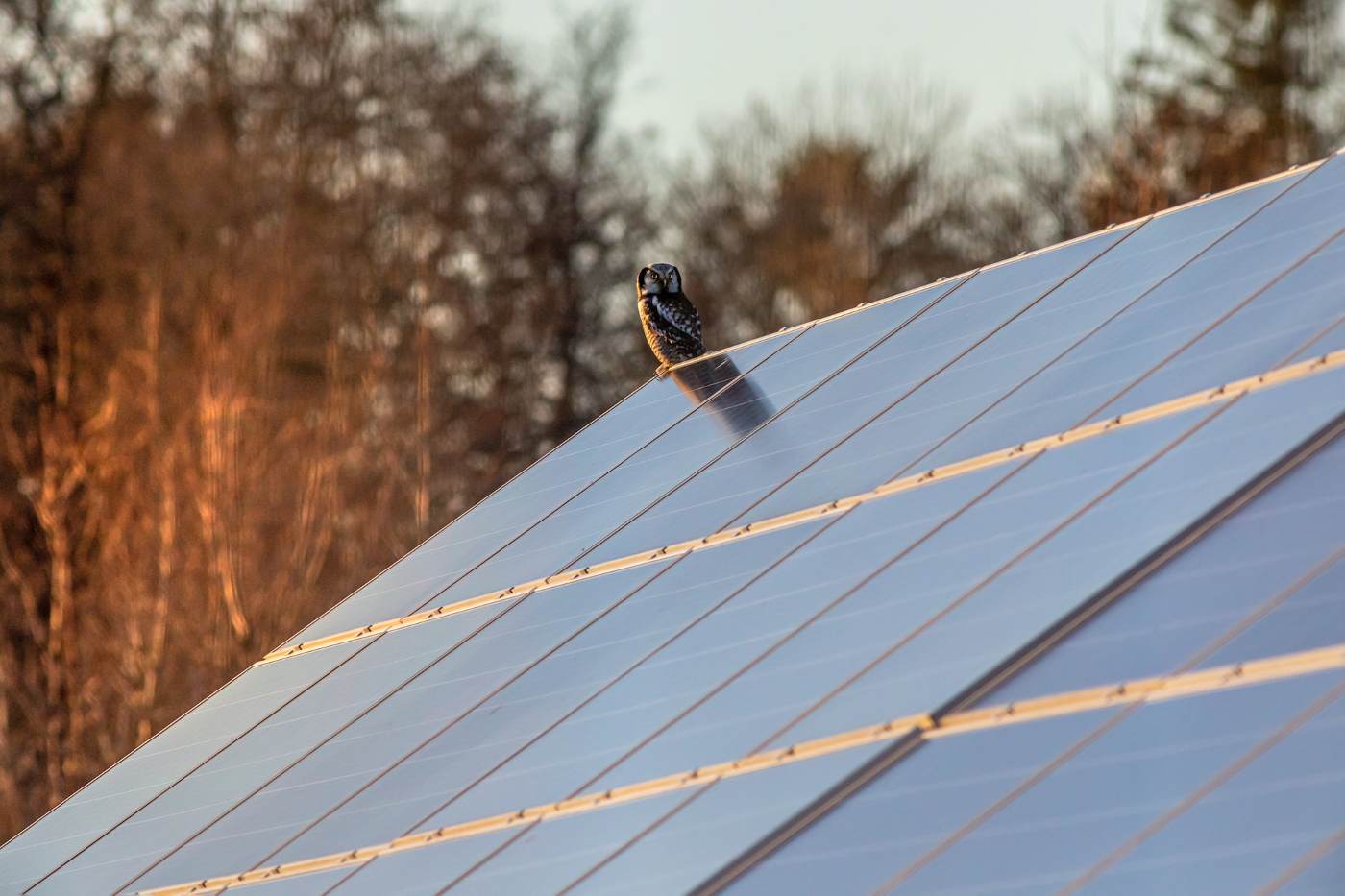 owl on solar paneled roof - how heavy are solar panels