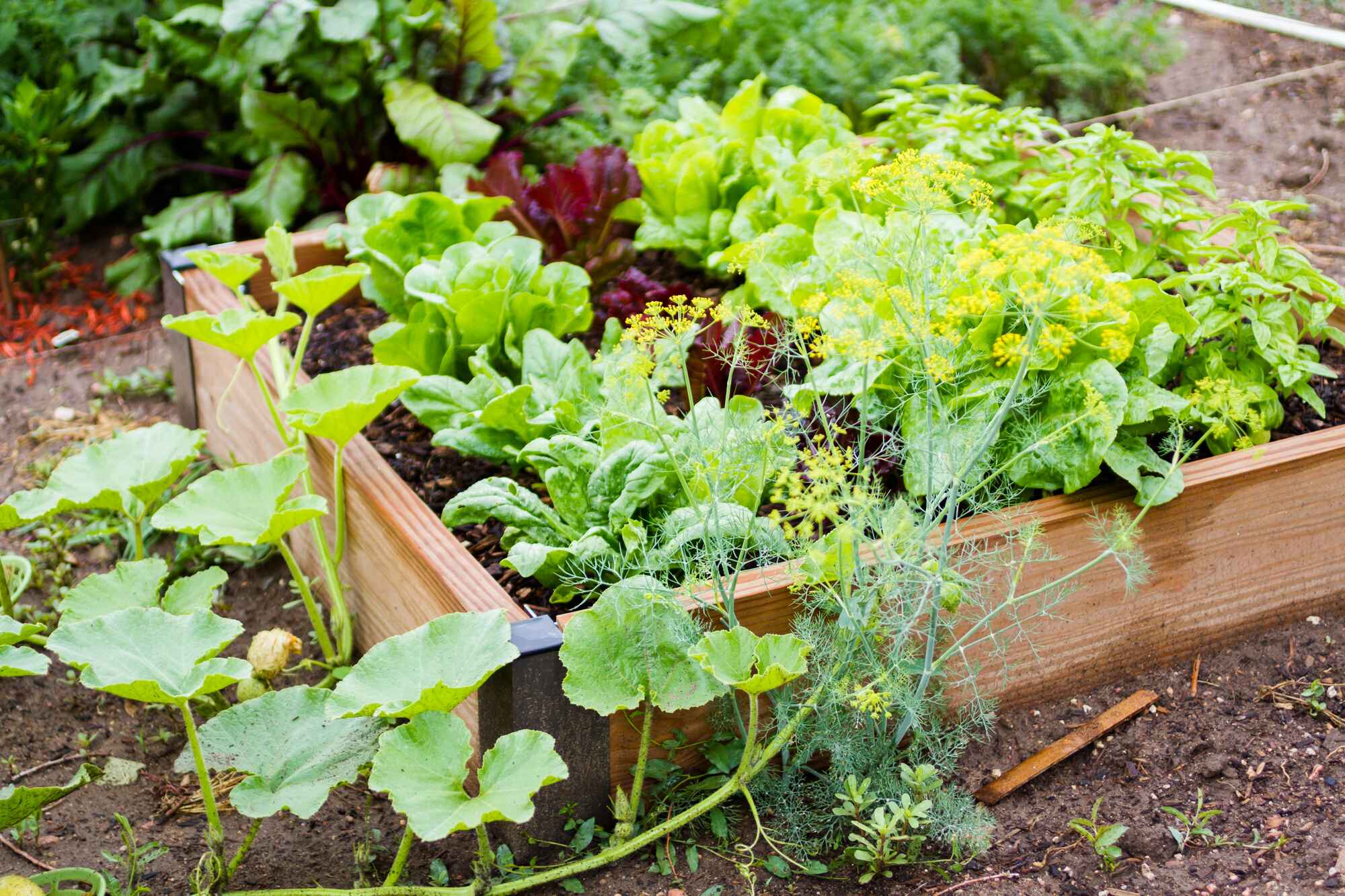 How to Design a Sustainable Garden for Your Tiny Home