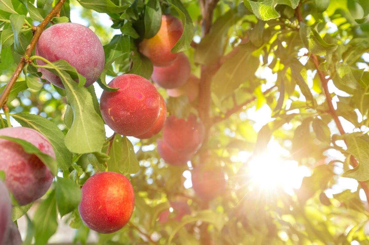 A Beginner's Guide to Planting and Growing Plum Trees in Your Backyard